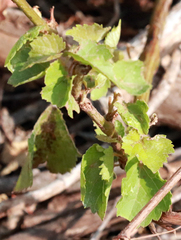 Vitis acerifolia