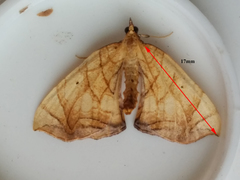 Eulithis gracilineata