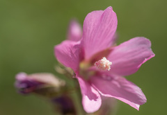 Sidalcea cusickii