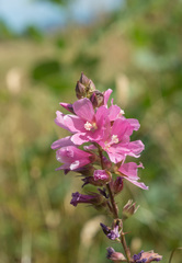 Sidalcea cusickii