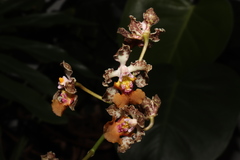 Trichocentrum andreanum