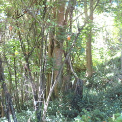 Erythrina ×sykesii