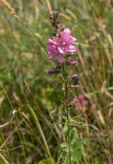 Sidalcea cusickii