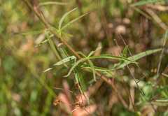 Sidalcea cusickii