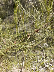 Allocasuarina paludosa