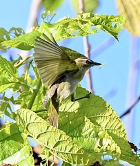Vireo olivaceus