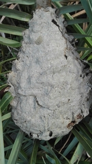 Brachygastra lecheguana