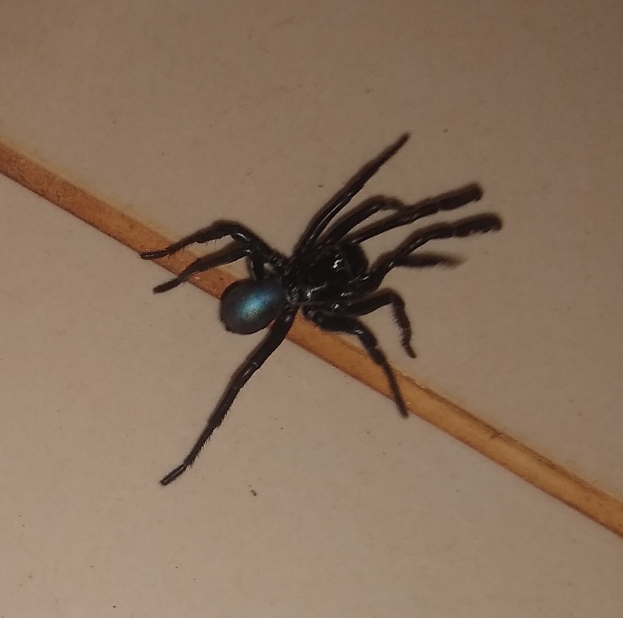 Actinopus candango Miglio, Pérez-Miles & Bonaldo, 2020