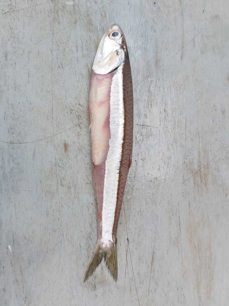 Korte ansjovis (Anchoa curta) — Engraulidae