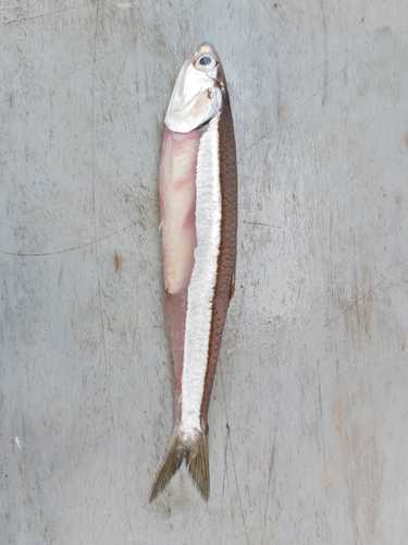 Anchovy (Anchoa curta) — Engraulidae