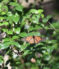 Danaus plexippus