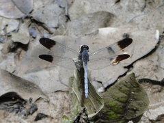 Uracis fastigiata