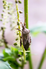 Piezogaster calcarator