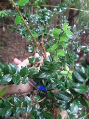 Gaultheria phillyreifolia