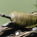 Mary River Turtle - Photo (c) Marilyn Connell, some rights reserved (CC BY), uploaded by Marilyn Connell