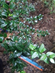 Gaultheria phillyreifolia