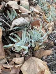 Dudleya virens hassei