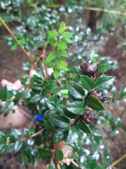 Gaultheria phillyreifolia