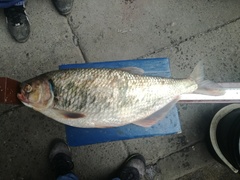 Brycon dentex