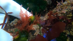 Cumathamnion decipiens