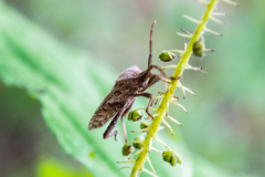 Piezogaster calcarator