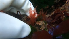Cumathamnion decipiens
