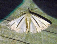 Macrochilo bivittata