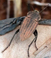 Eleodes tricostata
