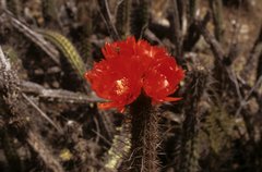 Corryocactus erectus