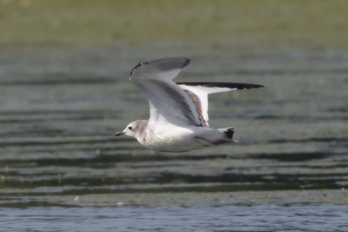 Sabine's Gull