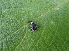 Asphaera albomarginata