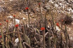 Corryocactus erectus