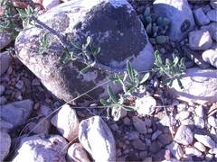 Pachypodium