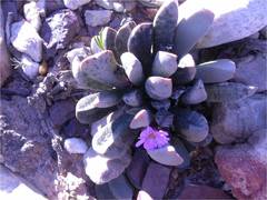 Machairophyllum albidum