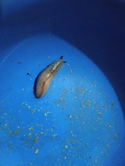 Meghimatium pictum