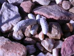 Anacampseros papyracea