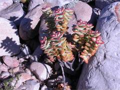 Crassula rupestris