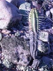 Euphorbia heptagona