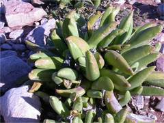 Glottiphyllum