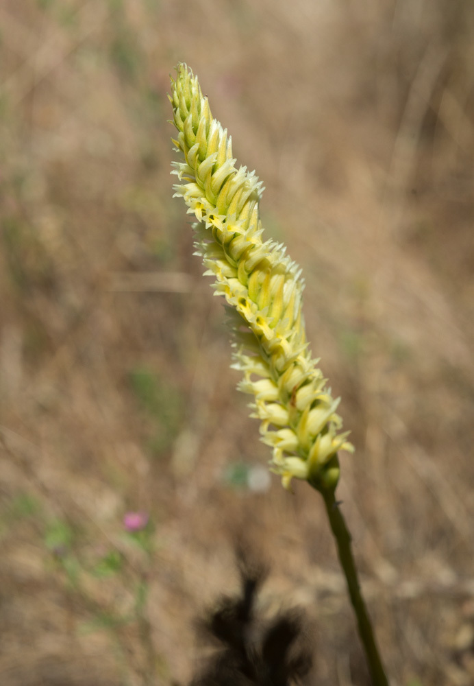 Western Ladies' Tresses from Lane County, OR, USA on July 17, 2020 at