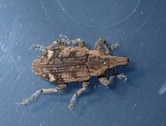 Atactogaster inducens
