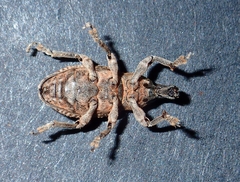 Atactogaster inducens