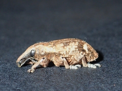 Atactogaster inducens