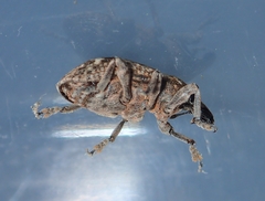 Atactogaster inducens