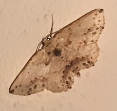 Isochromodes bellona