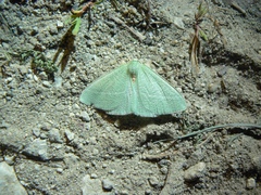 Chlorosea banksaria