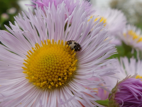 Anthrenus isabellinus photo 4