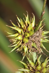 Sparganium androcladum