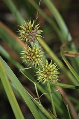 Sparganium androcladum