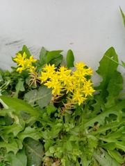 Sedum mexicanum